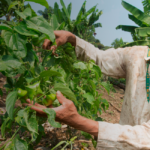 Agricultores Familiares - AgroFor