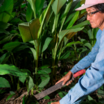 CUSAF - AgroFor