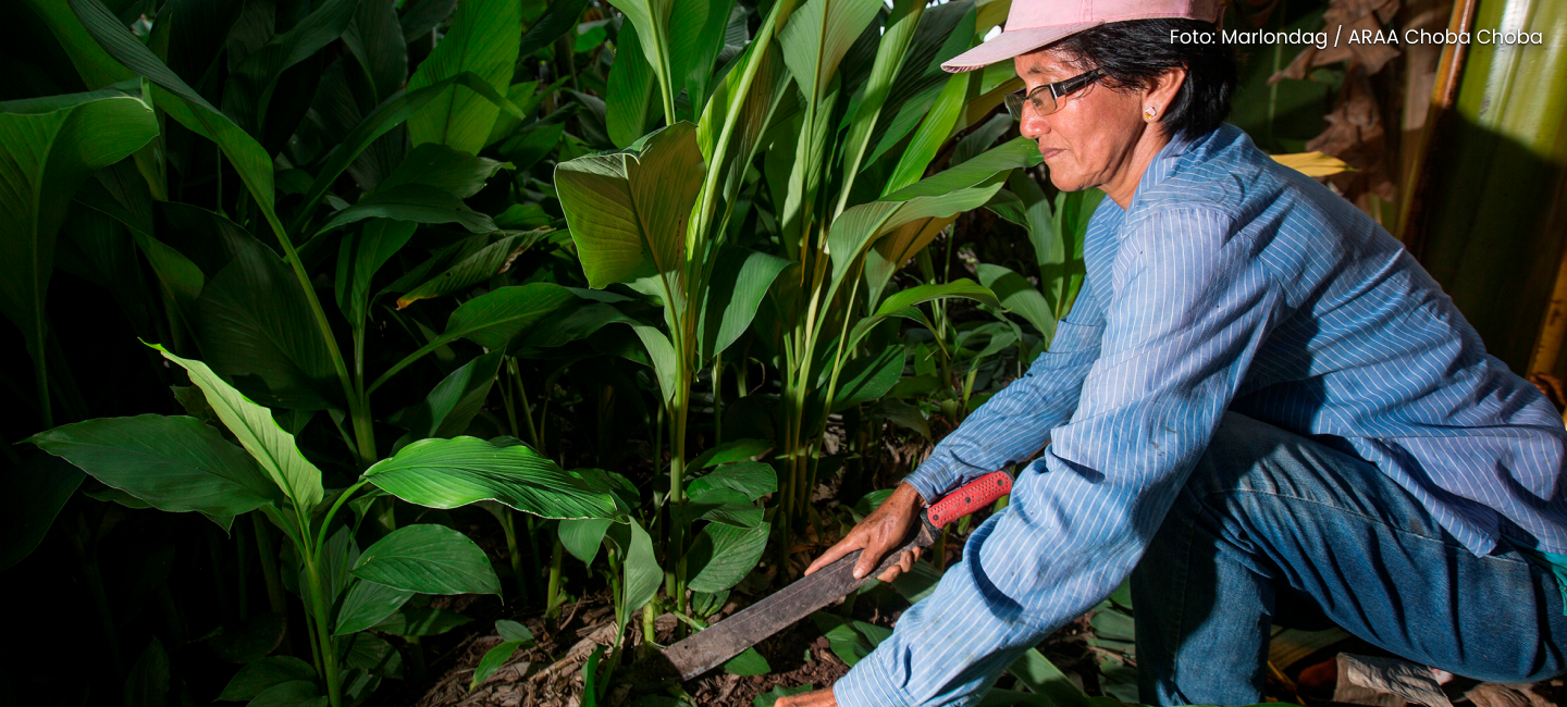 CUSAF - AgroFor